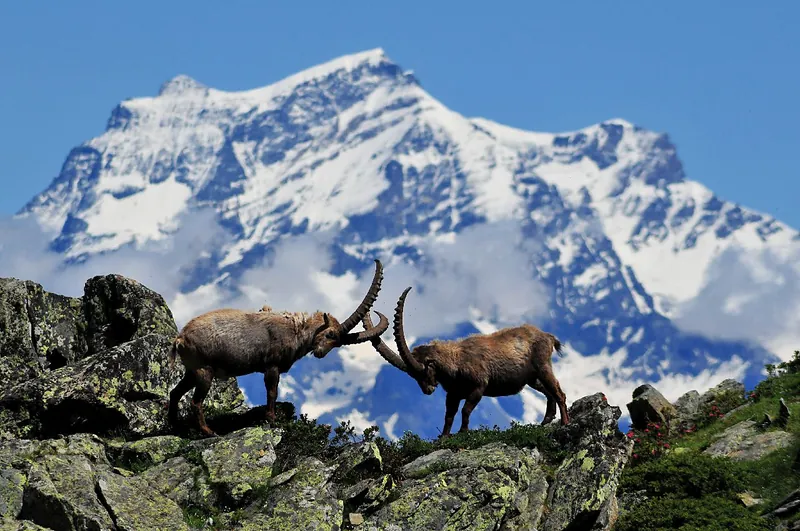 Vette del Gran Paradiso — stambecchi alpini